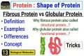 Why are fibrous proteins important?